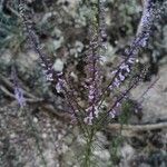 Anarrhinum bellidifolium ᱵᱟᱦᱟ