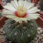 Astrophytum asterias Агульны выгляд