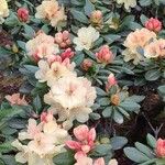 Rhododendron yakushimanum പുഷ്പം