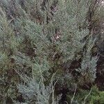 Juniperus scopulorum عادت