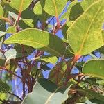 Corymbia ficifolia Blad