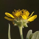 Borrichia frutescens फूल
