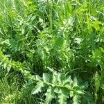 Berula erecta Leaf