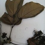 Calliandra hymenaeodes