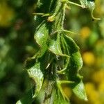 Acacia paradoxa Leaf