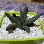 Gasteria excelsa Hostoa