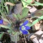 Veronica triphyllos Flower