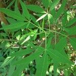 Vitex agnus-castus Levél