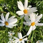 Tanacetum corymbosum Fiore