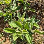 Terminalia brownii Leaf