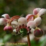Chimaphila umbellata Virág