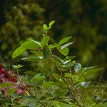 Erythrina variegata Hábito