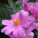 Rhodocactus grandifolius Flower