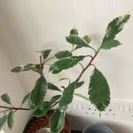 Photinia serratifolia Leht