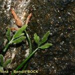 Asplenium seelosii Otro