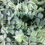 Sanguisorba minor Leaf