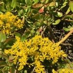 Sedum praealtum Flor