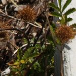 Acaena novae-zelandiae Habit