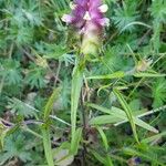 Melampyrum cristatum ശീലം