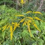 Solidago rugosaКвітка