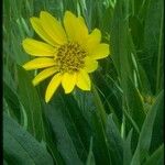 Wyethia angustifolia Flower