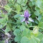 Coleus caninus Leaf