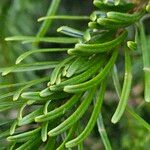 Abies nordmanniana Leaf