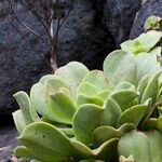 Aeonium nobile その他の提案