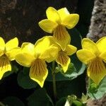 Viola biflora Fiore