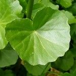 Cardamine asarifolia Likasa