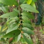 Gelsemium sempervirens Leaf