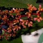 Leandra granatensis Floare