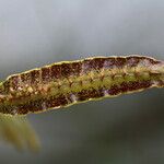 Bulbophyllum maximum Máis