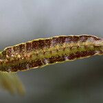 Bulbophyllum maximum Ostatní