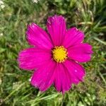 Cosmos caudatus 花