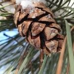 Pinus nigra Frucht