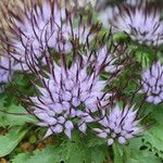 Physoplexis comosa 花