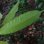 Fusaea longifolia ഇല