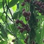 Chrysochlamys nicaraguensis Fruit