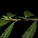 Azara lanceolata Blatt