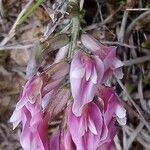 Astragalus incanus Çiçek