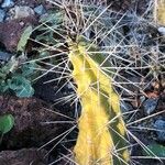 Echinocereus pentalophus পাতা