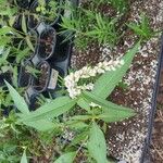Persicaria lapathifolia Fruto