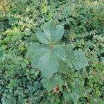 Viburnum opulus Leaf