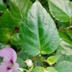 Impatiens flaccida Yaprak