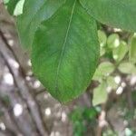 Rosa laevigata Leaf