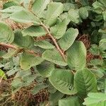 Annona senegalensis Folha