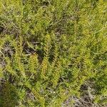 Ceratiola ericoides 葉