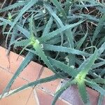 Aloe bakeri List