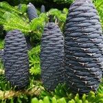 Abies koreana Cvet